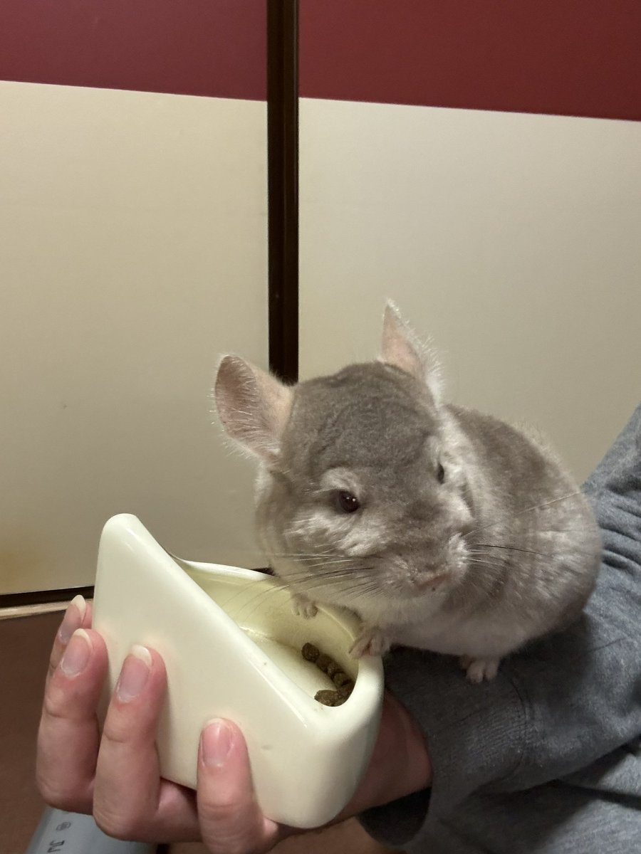 腕の上でもぐもぐしてるのクソ可愛いけどかれこれ5分くらいこれだから若干重いww

#チンチラ