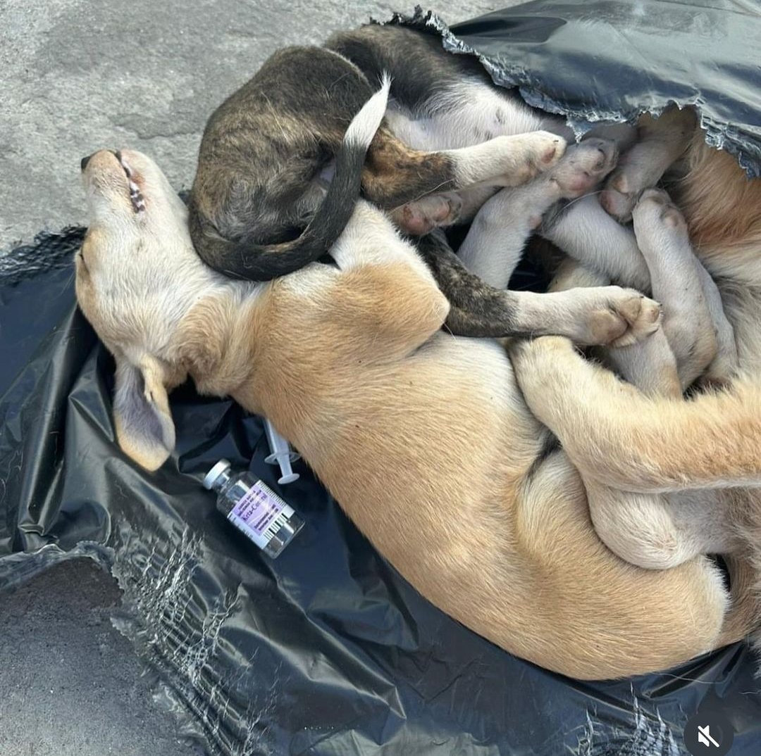 zihnenyorgun's tweet photo. Gebze'de 45 köpeğe Ketamin verip,çöp poşetine koyup ölüme terk etmişler. Hayvanlar poşetin içinde canlı canlı ölümü beklemişler. İnandığınız Allah belanızı versin. Umarım can veremezsiniz! https://t.co/hj0dxDFgS2
