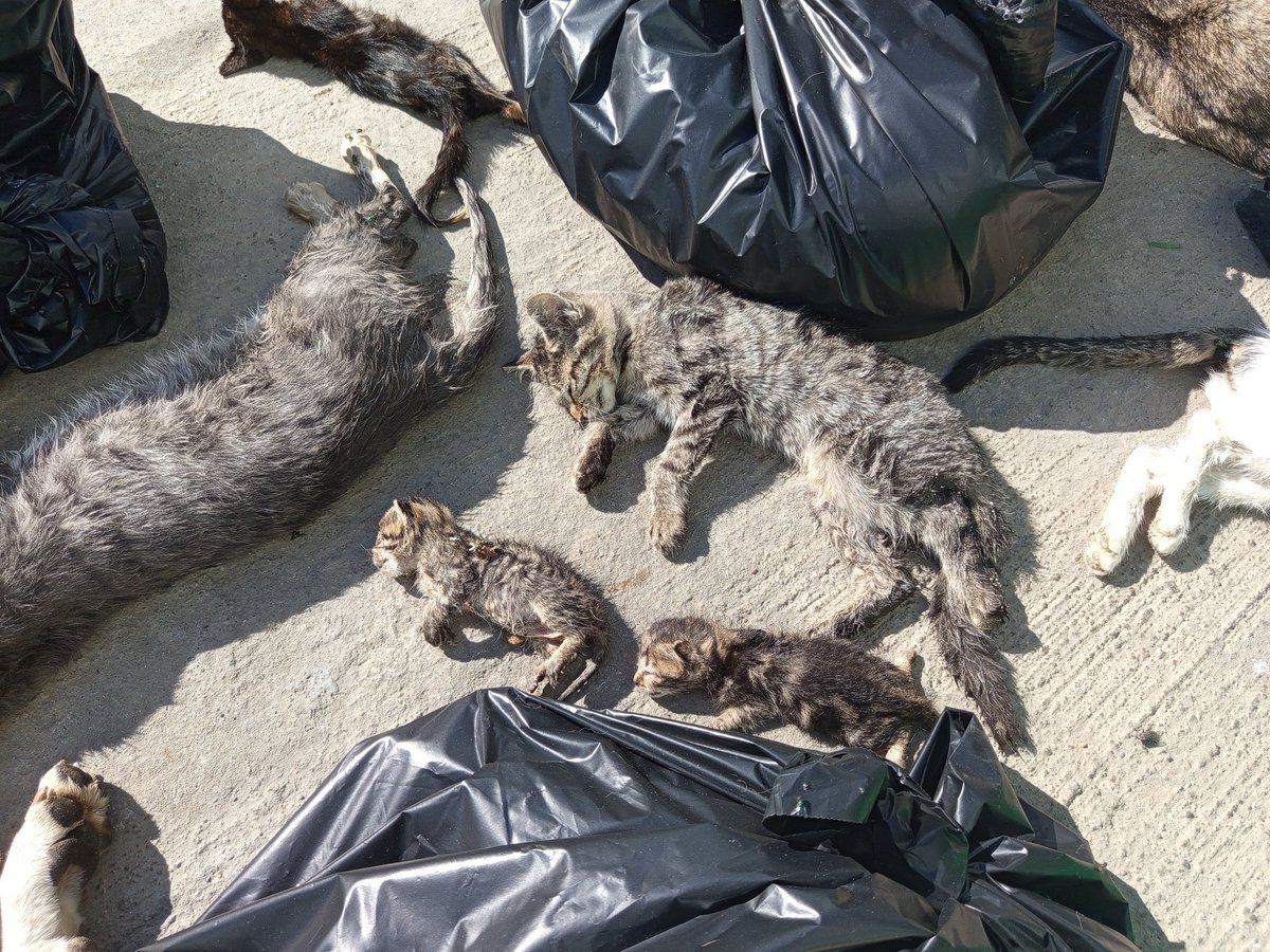 Nasıl bu kadar insanlığınızı kaybedebilirsiniz... Nasıl bu kadar vicdansız, korkunç yaratıklar olabilirsiniz... Ter@ristleri bile hapisanlerde besliyorsunuz bu masum, Allah'ın dilsiz kullarını hiçbir yere sığdıramadınız... Allah bel@nızı versin! #GebzedeKatliamVar