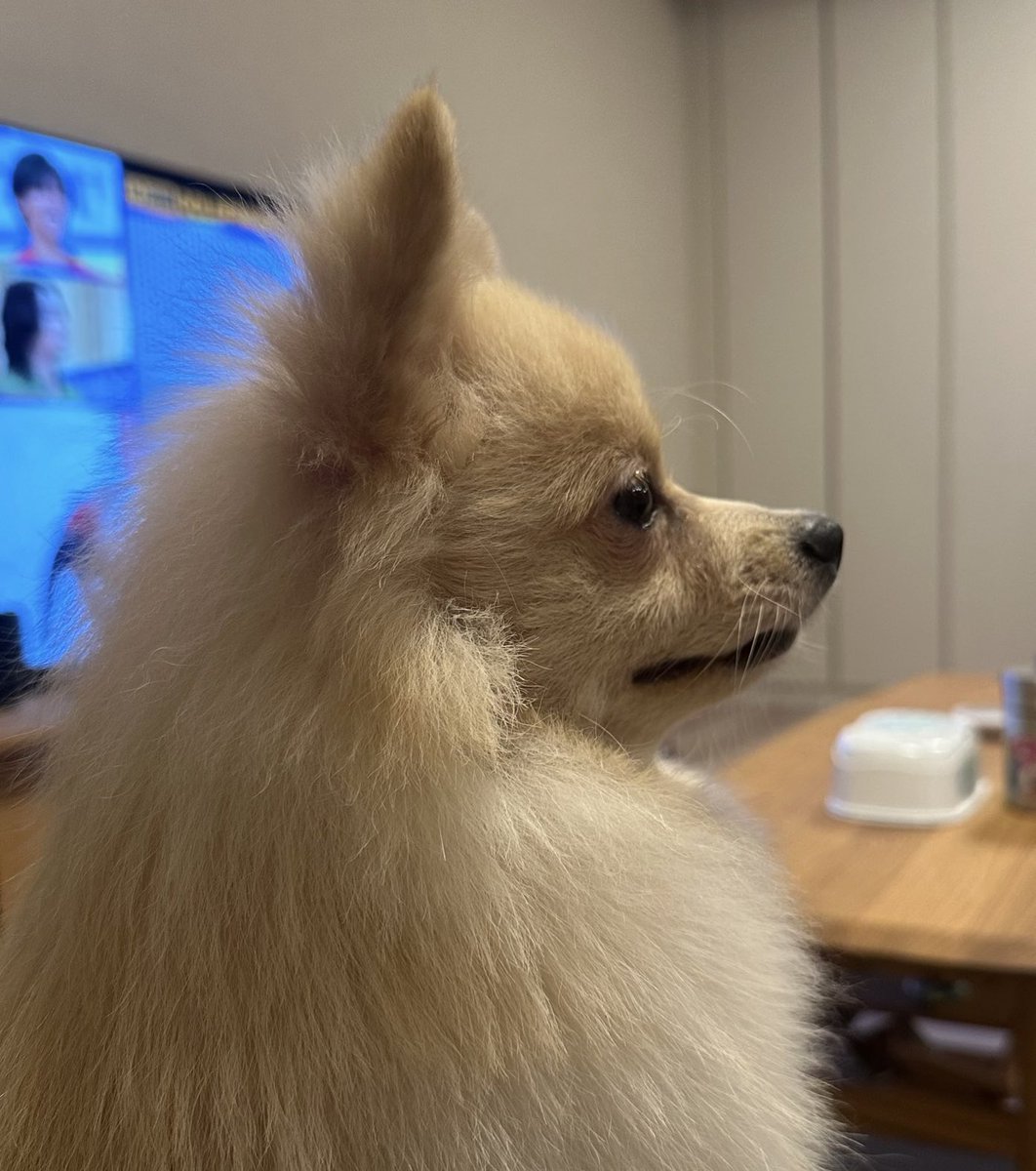 ミルモとポン！ on X: 