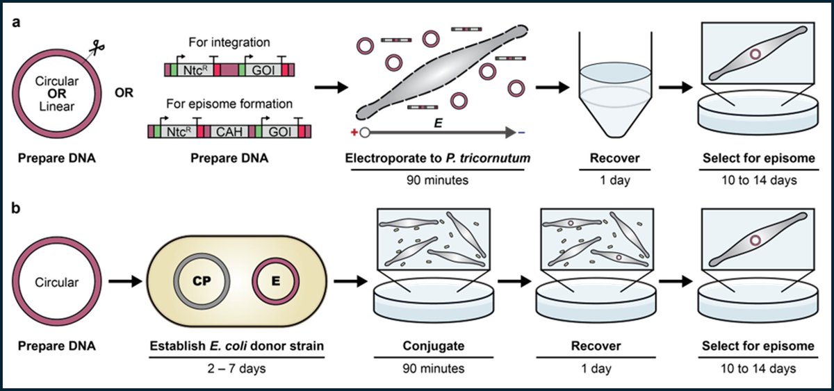 Synthetic Diatoms Project (@syndiatoms) on Twitter photo Wow! This optimized electroporation makes working with P tricornutum as easy as yeast. Now it will be possible to create first in the world Pt cells driven by synthetic genomes <a href="/NSF/">U.S. National Science Foundation</a> <a href="/NSERC_CRSNG/">NSERC / CRSNG</a> - we're eager to explore future collaborations and funding opportunities Wow! This optimized electroporation makes working with P tricornutum as easy as yeast. Now it will be possible to create first in the world Pt cells driven by synthetic genomes <a href="/NSF/">U.S. National Science Foundation</a> <a href="/NSERC_CRSNG/">NSERC / CRSNG</a> - we're eager to explore future collaborations and funding opportunities