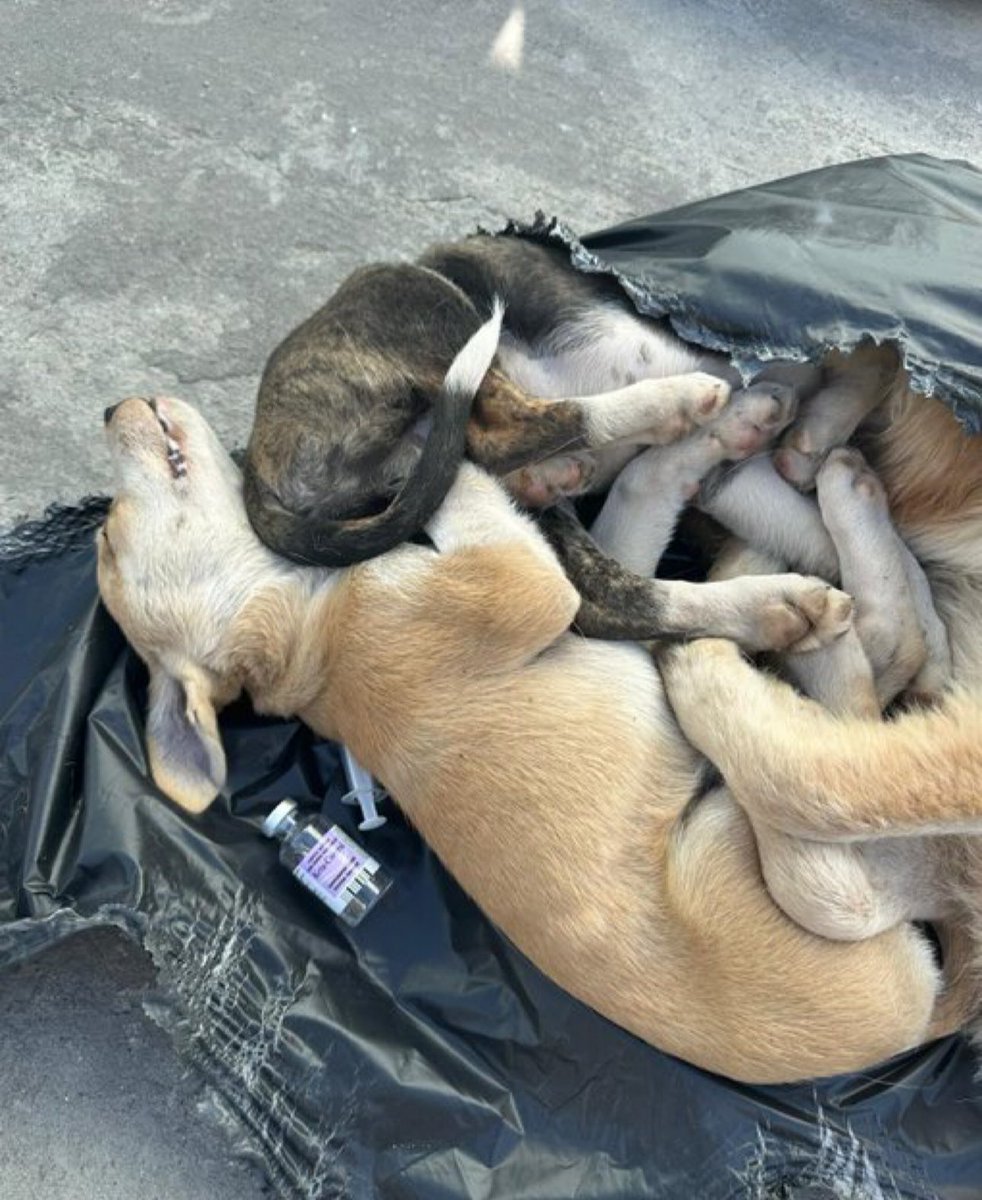 Bunu yap diyenin, yapan hekimin iki yakası bir araya gelmesin! 

Allah belanızı versin!  
Kansızlar! Caniler! Katiller!

Çıkardığınız kanlı yasanın ahıyla gebermeniz dileğiyle..

#GebzedeKatliamVar
