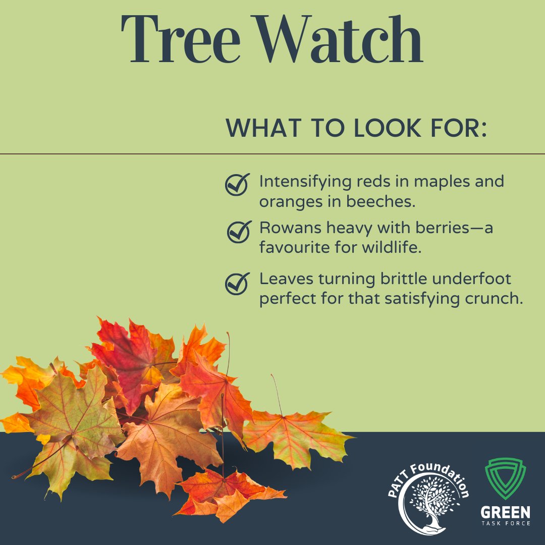 🌳 Tree Watch — Trees are now in full transition mode
🍂 Maples are showing off their vivid reds,
🍂 Rowans flaunt their clusters of scarlet berries.
🍂 Birch trees, with their paper-thin bark, are turning a golden yellow, creating a striking contrast.

#GreenTaskForce