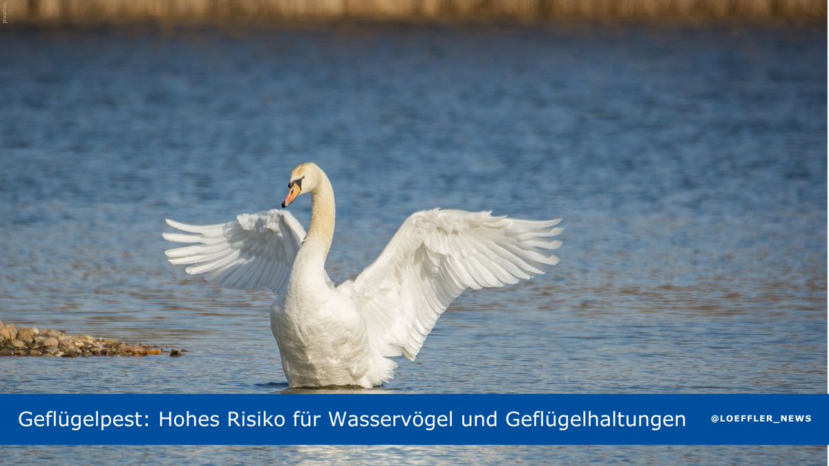 🔶Vor dem Hintergrund des Herbstvogelzuges &amp; sinkender Temperaturen, die die Stabilität des Erregers begünstigen, setzt das FLI das #Risiko für #Infektionen mit und die Verbreitung von #Geflügelpest für wilde Wasservögel, Geflügelhaltungen und gehaltene Vögel eine Stufe herauf.🔶