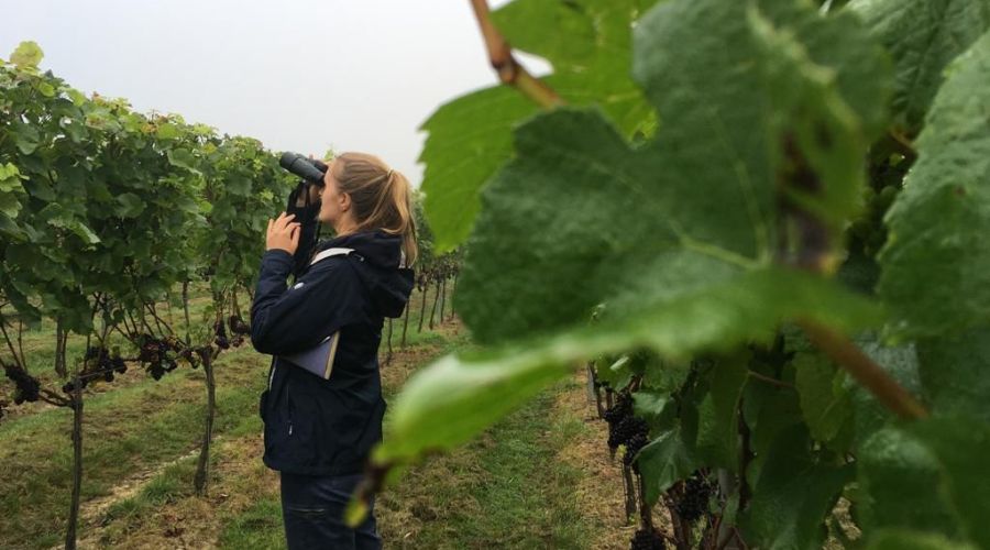 Fruit&Vine Magazine (@fruitandvinemag) on Twitter photo Visitors to vineyards enjoyed their tours more when they heard enhanced sounds of diverse birdsong, new research has found π¦π
fruitandvine.co.uk/speakers-hiddeβ¦
#research #Britishvineyard #Britishwine #biodiversity #vineyard #birds <a href="/saffrongrange/">Saffron Grange</a> Visitors to vineyards enjoyed their tours more when they heard enhanced sounds of diverse birdsong, new research has found π¦π
fruitandvine.co.uk/speakers-hiddeβ¦
#research #Britishvineyard #Britishwine #biodiversity #vineyard #birds <a href="/saffrongrange/">Saffron Grange</a>