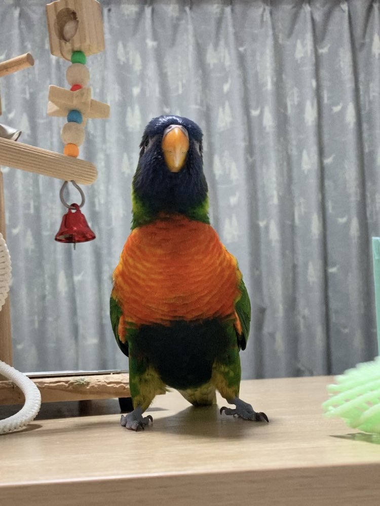 ゴシキセイガイインコのクーピー tweet media