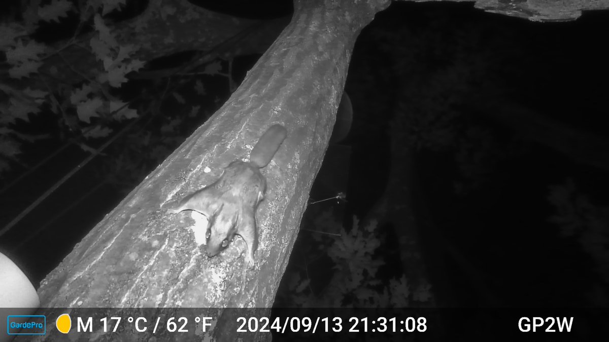 DocTsuga's tweet photo. #Arboreal update: Going through many thousands of trail camera captures from just two weeks, and working to better program and position cameras for better quality captures. Early findings suggest lots of typical activity on the ground and flying squirrels all over the canopy. https://t.co/1Ghw4NMzrq