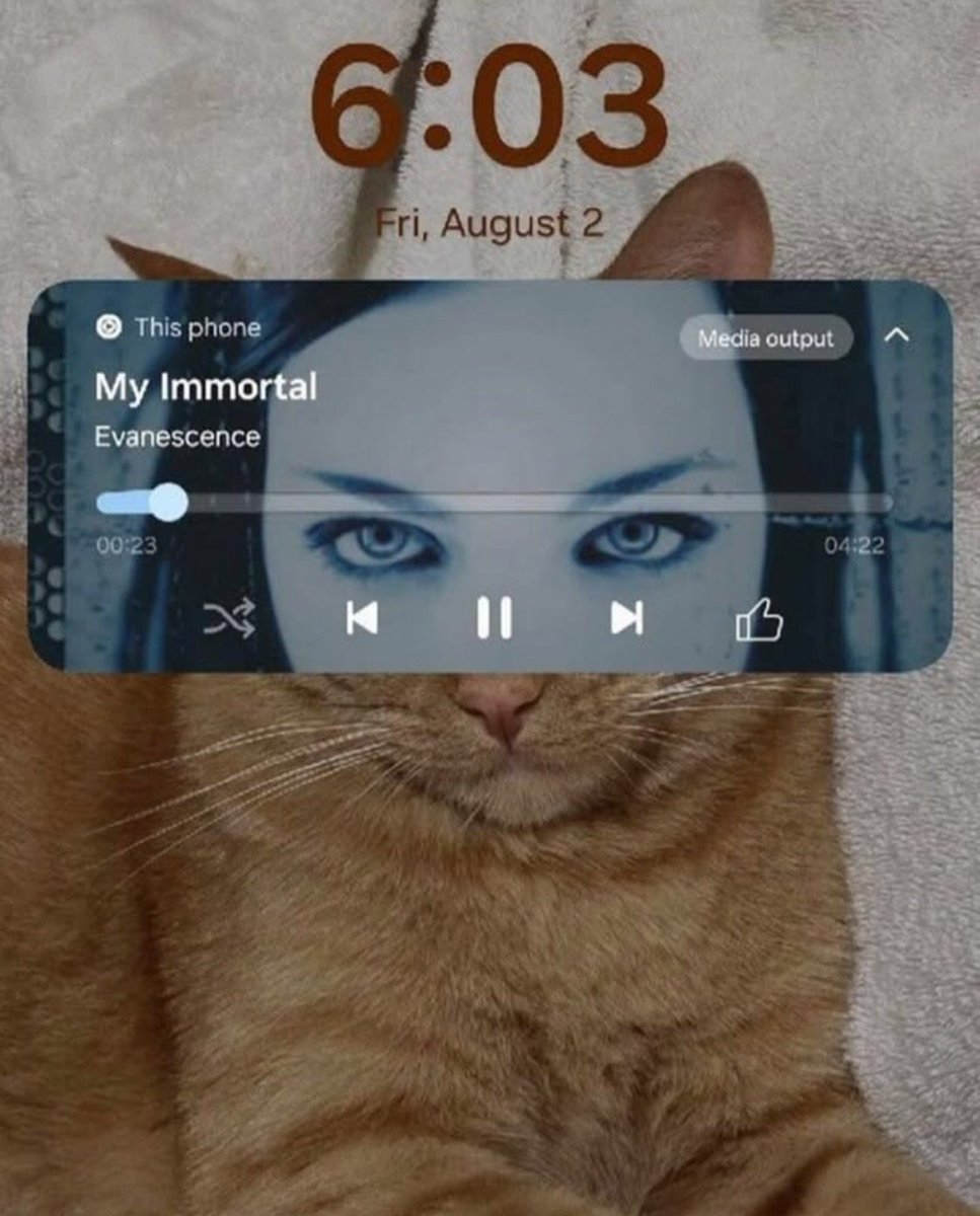 gatos fazendo gatices (@gatinarios) on Twitter photo 
