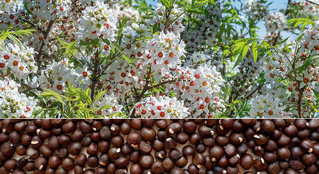 JardinezPlanfor's tweet photo. 🧐Focus sur le Xanthoceras
Aussi appelé Xanthocère à feuilles de sorbier ou Châtaignier chinois, est un arbre méconnu, il est pourtant un véritable trésor végétal avec ses magnifiques fleurs printanières et ses fruits gourmands. 
-> https://t.co/uR2kKiSLC0 https://t.co/0HbmlBqNT3