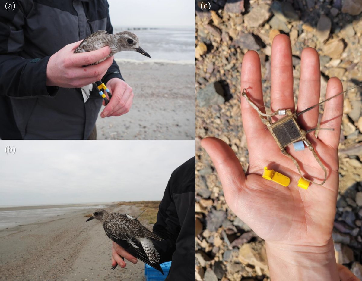 NL Inst of Ecology (@niooknaw) on Twitter photo New publication: Migrating #shorebird killed by #raptor at 3000 m above ground as revealed by high-resolution tracking, by <a href="/BartNolet/">Bart Nolet</a> and others. #migrationstrategy #flightaltitude #predation #avianmigration #greyplover #peregrinefalcon
doi.org/10.1002/ecy.44… New publication: Migrating #shorebird killed by #raptor at 3000 m above ground as revealed by high-resolution tracking, by <a href="/BartNolet/">Bart Nolet</a> and others. #migrationstrategy #flightaltitude #predation #avianmigration #greyplover #peregrinefalcon
doi.org/10.1002/ecy.44…