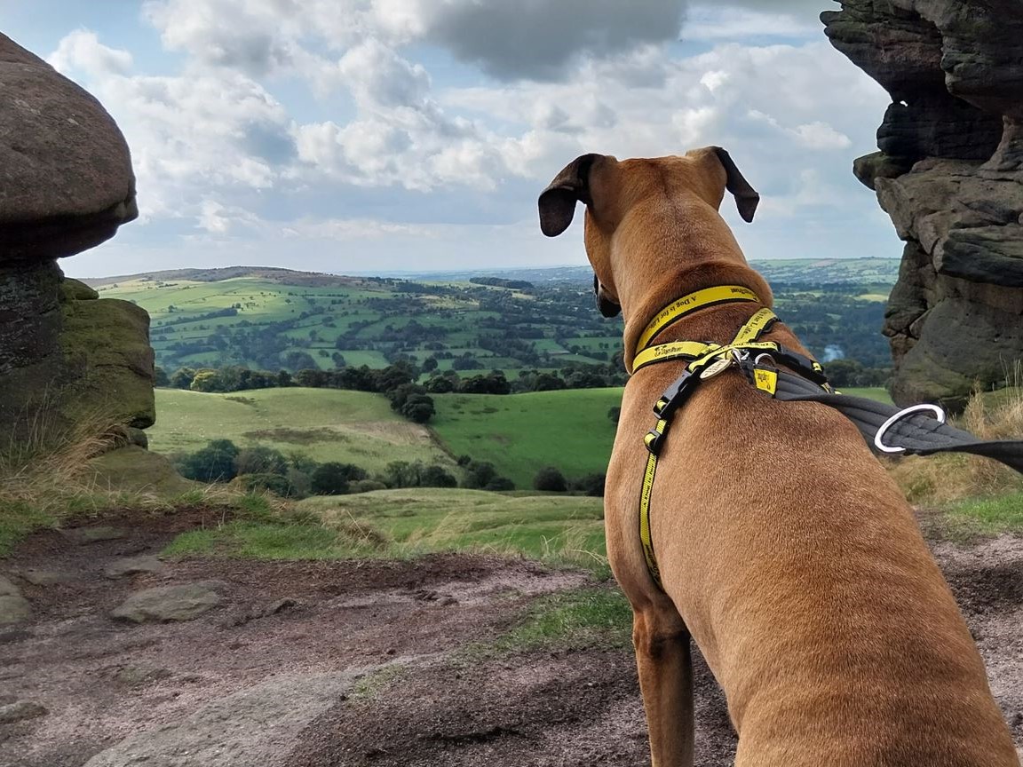 Dogs Trust Evesham tweet media