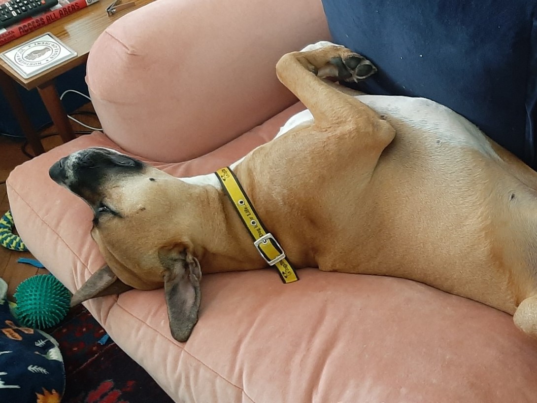 Dogs Trust Evesham tweet media