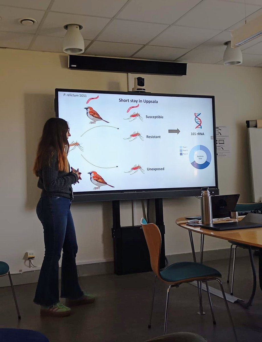 Elin Videvall (@elinvidevall) on Twitter photo Guest researcher <a href="/GarrigosMarta/">Marta Garrigós</a> visited our lab at <a href="/AnimEcol_UU/">Animal Ecology Uppsala</a> for one month and gave a great talk about her interesting work on avian malaria and mosquito #microbiomes. 🐦🦟🦠 Guest researcher <a href="/GarrigosMarta/">Marta Garrigós</a> visited our lab at <a href="/AnimEcol_UU/">Animal Ecology Uppsala</a> for one month and gave a great talk about her interesting work on avian malaria and mosquito #microbiomes. 🐦🦟🦠