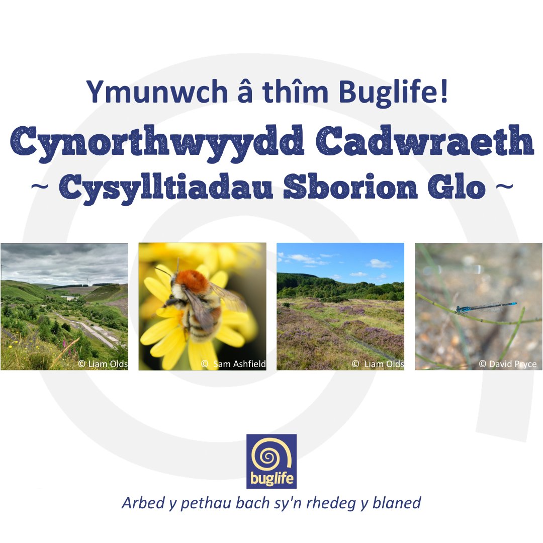 Buglife (@buzz_dont_tweet) on Twitter photo <a href="/HeritageFundUK/">The National Lottery Heritage Fund</a> Ymunwch â'n tîm - Cynorthwyydd Cadwraeth: #CysylltiadauSborionGlo
😍 Mae #BuglifeCymru am benodi Cynorthwyydd Cadwraeth rhan amser!
Sut i ymgeisio
👇
buglife.org.uk/job/conservati…
Ddim i chi? ❤️🔃gyda’ch teulu a’ch ffrindiau, i helpu infertebratau Cymru.
<a href="/HeritageFundUK/">The National Lottery Heritage Fund</a> <a href="/HeritageFundUK/">The National Lottery Heritage Fund</a> Ymunwch â'n tîm - Cynorthwyydd Cadwraeth: #CysylltiadauSborionGlo
😍 Mae #BuglifeCymru am benodi Cynorthwyydd Cadwraeth rhan amser!
Sut i ymgeisio
👇
buglife.org.uk/job/conservati…
Ddim i chi? ❤️🔃gyda’ch teulu a’ch ffrindiau, i helpu infertebratau Cymru.
<a href="/HeritageFundUK/">The National Lottery Heritage Fund</a>