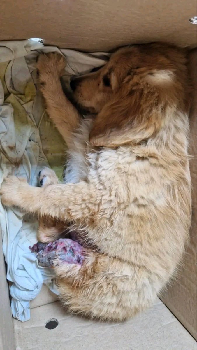 Біда! ще зовсім дитя.
Повністю розтрощена лапка. Пекельні болі  витерпіла.. Військові уже перевезли до Херсона.  лапку врятувати не змогли. Вона тепер особлива 💔 Після клініки нема куди йти, може знайдуться люди,що заберуть її в найкращі руки? 0991698212