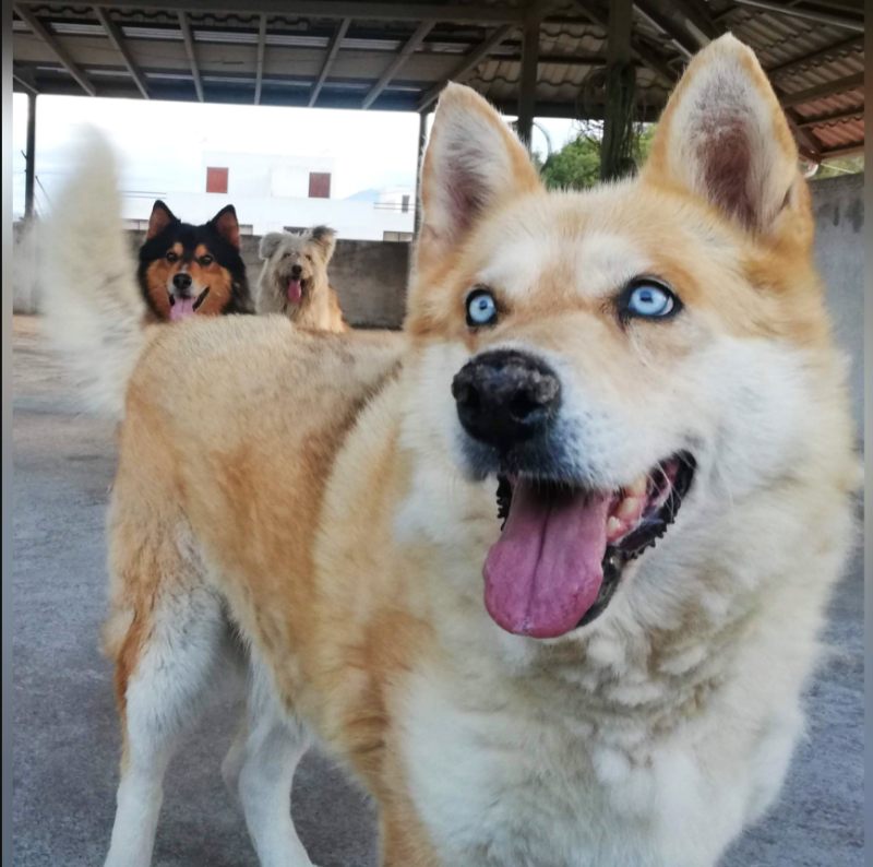 concienciaeco's tweet photo. La convivencia con perritos, AMAR y lograr una vida saludable: Un corto relato personal sobre un amor para siempre…
https://t.co/7rCe9Vn7cF
#medioambiente #salud #animales #terapiaconanimales #terapia #saludmental #DíaMundialdelaSaludMental #mascotas #adopciónresponsable https://t.co/qbNey89hpc
