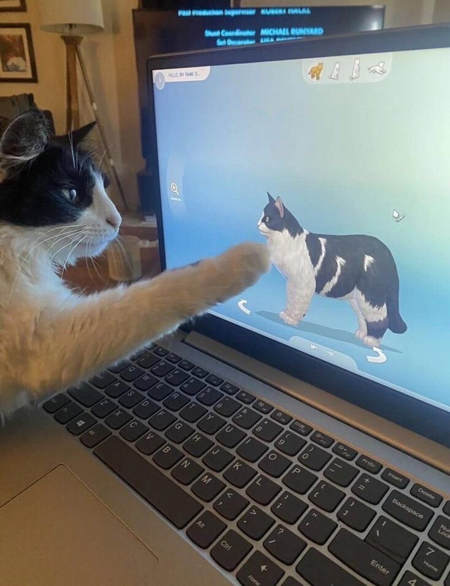 gatos fazendo gatices (@gatinarios) on Twitter photo 