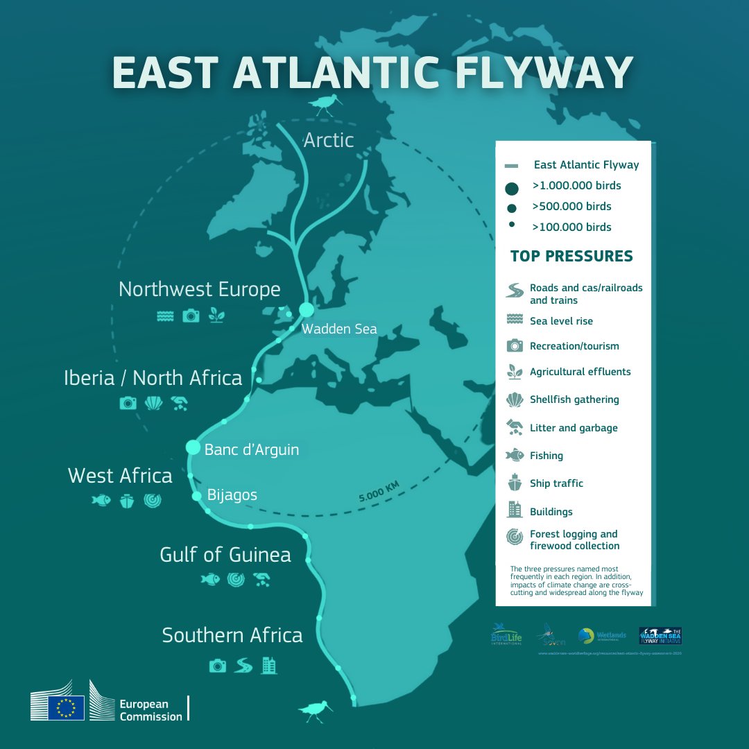 🌍 On tomorrow's  #WorldMigratoryBirdDay, the EU’s TSI supports innovative tech in Denmark, Germany, &amp; the Netherlands to monitor &amp; protect migratory waterbirds across the East Atlantic Flyway. Safeguarding birds, safeguarding biodiversity! 🕊 

📌europa.eu/!hWwGWB