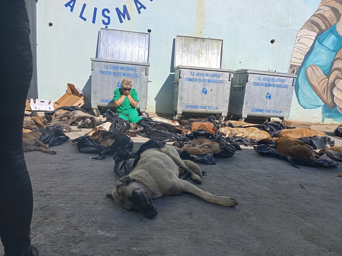 Profesorfacia's tweet photo. Biraz sonra cuma namazına gideceksiniz değil mi @zinnurbuyukgoz ???

Ne yüzle?

Hangi vicdanla???

Bebek köpekleri bile iğneyleyip, canlı canlı çöpe atmışsınız!

@gebze_belediye https://t.co/yipbWptpH5