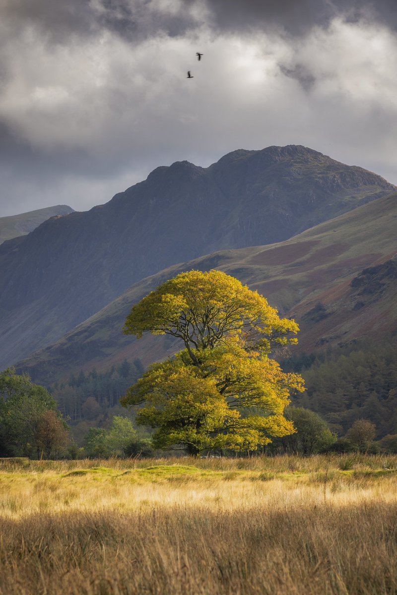 Day 4 of my futile one-woman crusade to keep real images popping up on your feed rather than AI.

Some times the Lake District will give the briefest glimpse of light and it’s all worth it. The two crows flying above the tree were just a happy accident 🧡