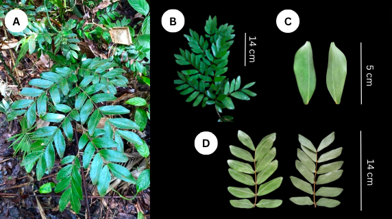 BDJournal (@biodatajournal) on Twitter photo New additional locations are provided for the endemic endangered tree Cynometra cebuensis in the Philippines, along with population data and habitat characteristics for each site: doi.org/10.3897/BDJ.12โฆ
<a href="/RPGentallan/">Renerio P. Gentallan Jr.</a> #endemicspecies #endangeredspecies #trees New additional locations are provided for the endemic endangered tree Cynometra cebuensis in the Philippines, along with population data and habitat characteristics for each site: doi.org/10.3897/BDJ.12โฆ
<a href="/RPGentallan/">Renerio P. Gentallan Jr.</a> #endemicspecies #endangeredspecies #trees
