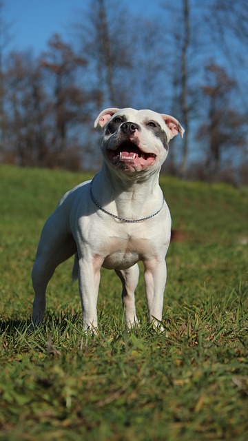 AuCoeurAnimaux's tweet photo. Reims : Après trois jours de fugue, un chien retrouvé torturé et possiblement violé ! L’histoire fait froid dans le dos. Les faits se sont déroulés à Reims (Marne), le 20 août dernier. Lasko, un chien de race Staffordhire Bull-Terrier, âgé de 7 ans, fugue de chez lui avec une https://t.co/92lVtOAnMF