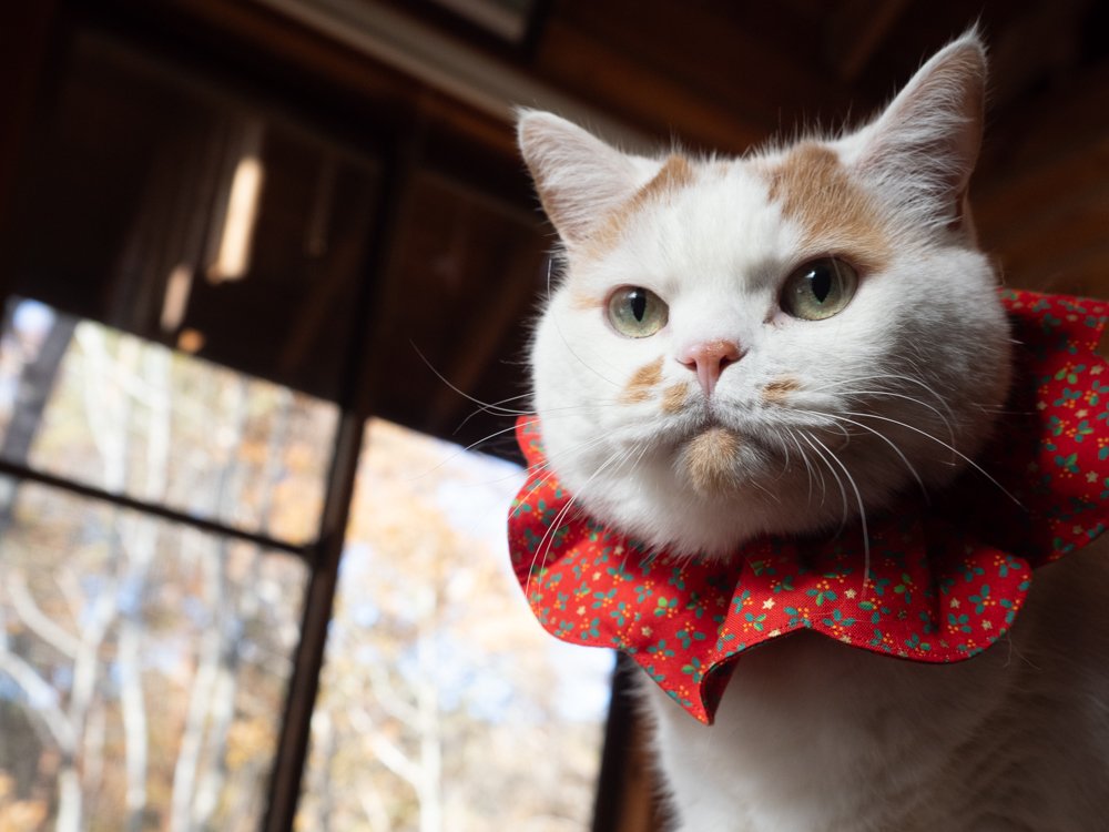 猫用シュシュを着用してご機嫌だったメイ先輩✨ しかーし!! 私と母が