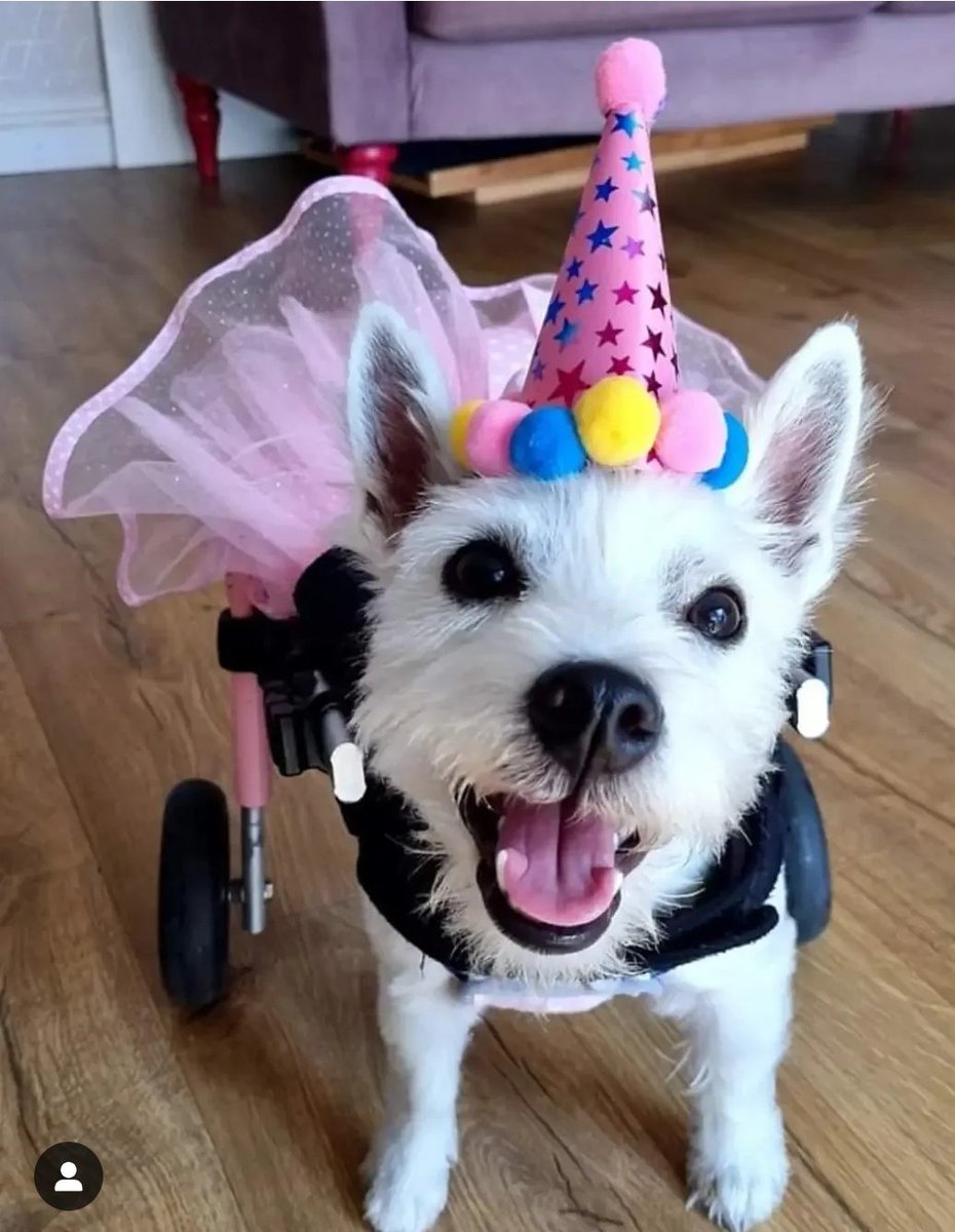 Happy 3 year Gotcha Day Pumpkin 🎃 ❤️❤️❤️🎉🎉🎉🎉❤️❤️❤️🎃
From the minute I 1st held you, I knew you needed me. I needed you too!!
I thought against 6 vets telling me you didn't deserve to live 💔