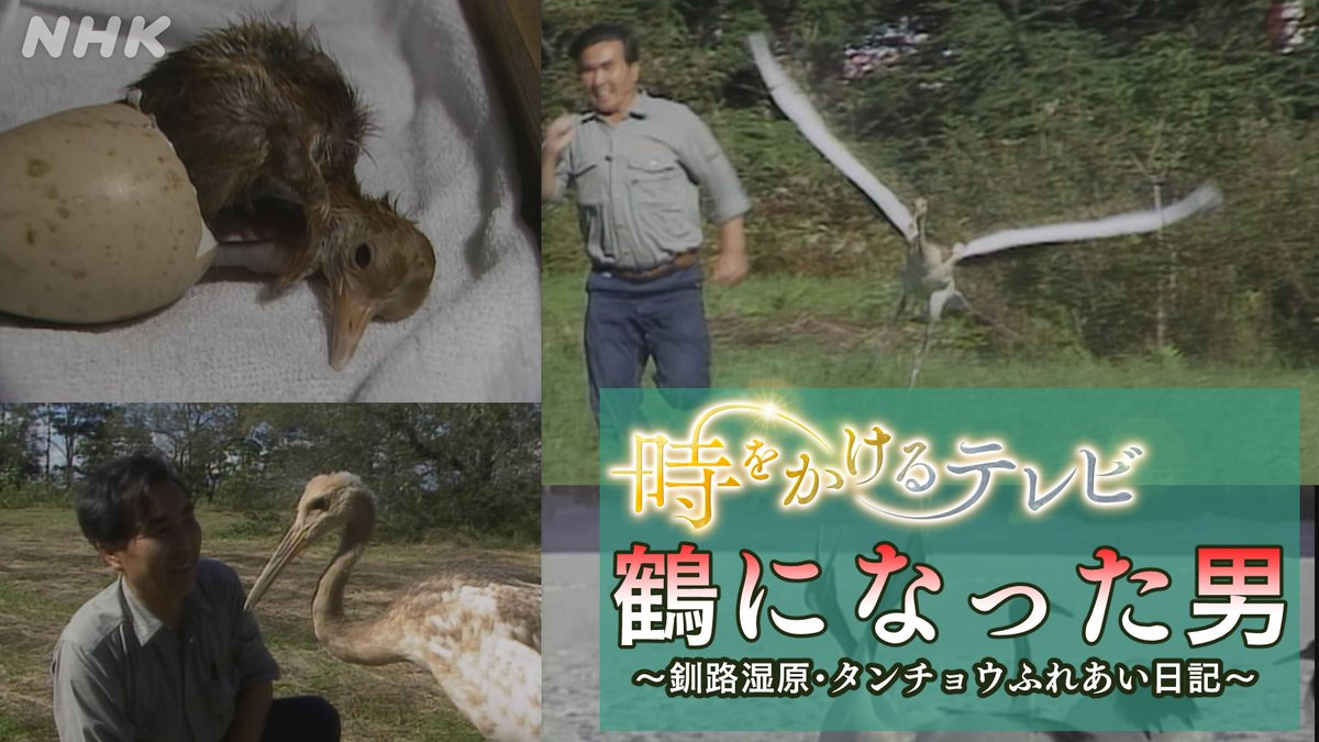 from NHK釧路
#時をかけるテレビ
鶴になった男~釧路湿原タンチョウふれあい日記~(1987年)

#釧路市丹頂鶴自然公園 でタンチョウの保護と人工飼育に取り組む
髙橋良治さんの奮闘を描く
nhk.or.jp/archives/speci…
ゲスト レイザーラモンRG
10/11（金）午後10:30　総合（全国）
※一部地域は別番組