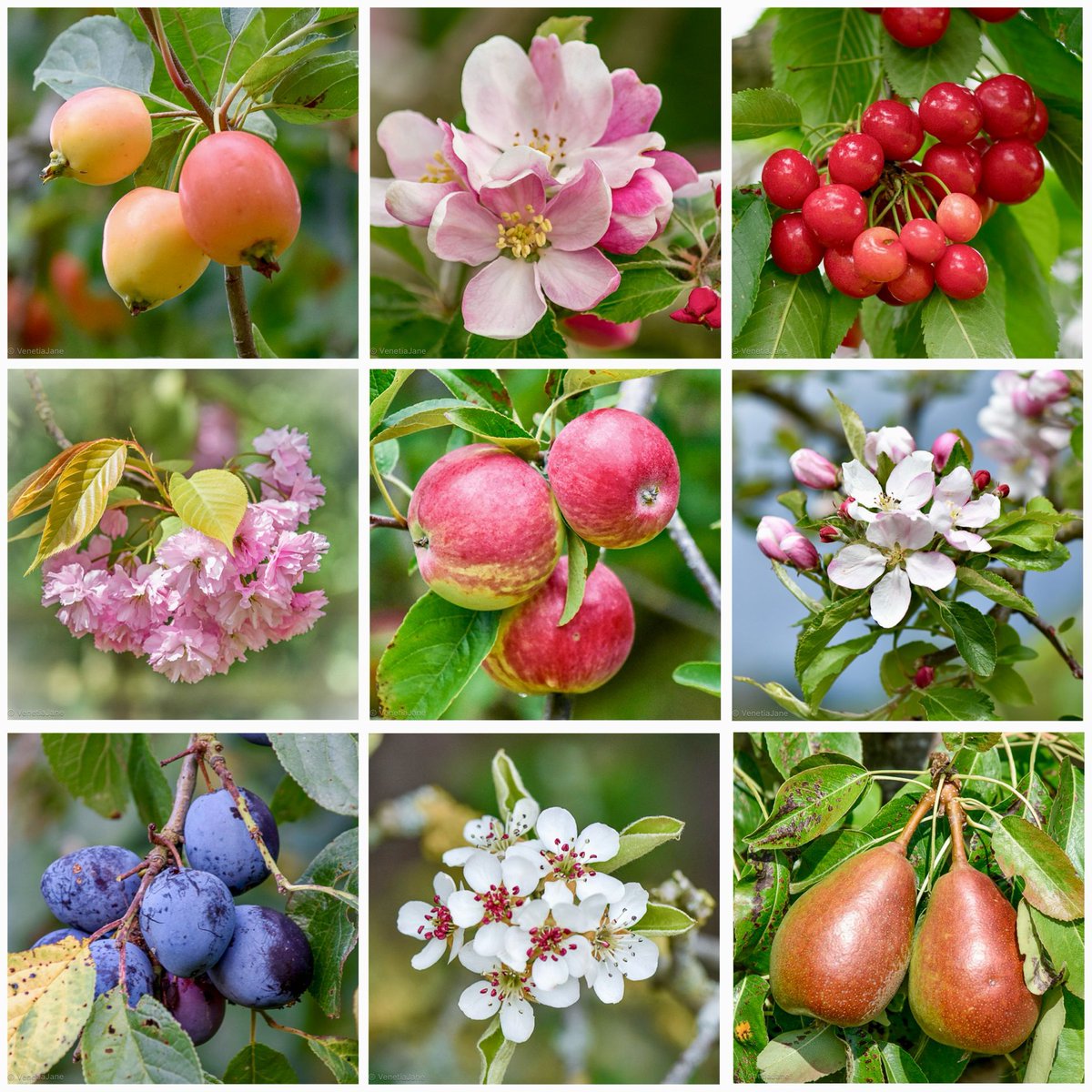 VenetiaJane's Garden tweet media