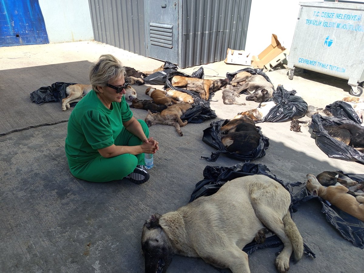 CHP İstanbul Milletvekili Nimet Özdemir, savcı gelene kadar katledilen hayvanların başında oturuyor!

<a href="/TC_icisleri/">T.C. İçişleri Bakanlığı</a>

#GebzedeKatliamVar