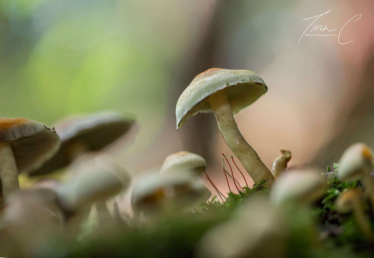 TinaClaffeyPhoto (@tinaclaffey) on Twitter photo I missed the aurora last night, but captured a miniature 'aurora' of magical woodland light surrounding these wonderful fungi at Ardan Wood <a href="/NativeWoodTrust/">Native Woodland Trust</a> <a href="/woodsofireland/">Woodlands of Ireland</a> <a href="/woodlandleague/">The Woodland League</a> <a href="/Irishwildlife/">Irish Wildlife Trust</a> <a href="/Wmeathheritge/">Westmeath Heritage</a> <a href="/Britnatureguide/">The British Nature Guide</a> <a href="/BSBIbotany/">BSBI: Botanical Society of Britain & Ireland</a> I missed the aurora last night, but captured a miniature 'aurora' of magical woodland light surrounding these wonderful fungi at Ardan Wood <a href="/NativeWoodTrust/">Native Woodland Trust</a> <a href="/woodsofireland/">Woodlands of Ireland</a> <a href="/woodlandleague/">The Woodland League</a> <a href="/Irishwildlife/">Irish Wildlife Trust</a> <a href="/Wmeathheritge/">Westmeath Heritage</a> <a href="/Britnatureguide/">The British Nature Guide</a> <a href="/BSBIbotany/">BSBI: Botanical Society of Britain & Ireland</a>