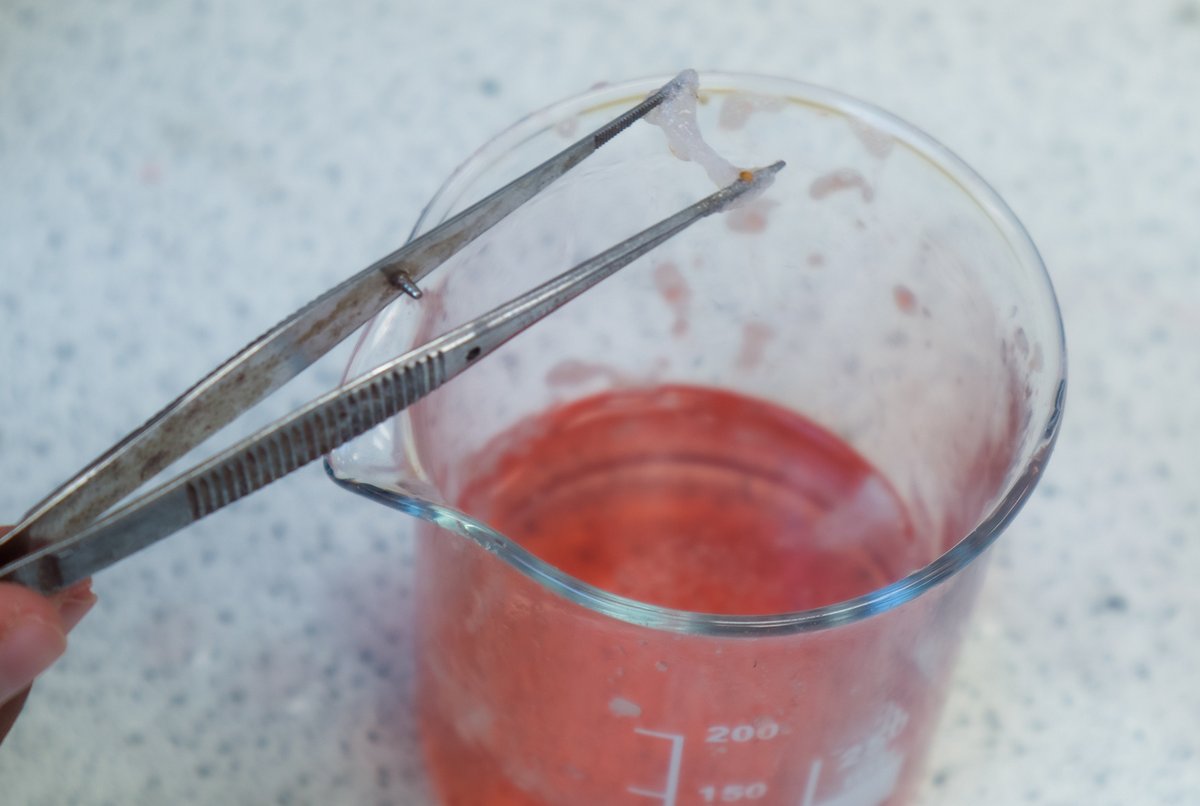 Science Club got involved with #BiologyWeek this week where they extracted DNA from a Strawberry!

By crushing the fruits in a special mix of water, salt, alcohol, and fairy liquid, pupils were able to separate the DNA out, and even grab it with tweezers