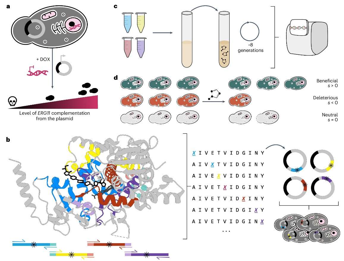Nature Reviews Microbiology (@naturerevmicro) on Twitter photo #weekendreading🔬📑
Most azole resistance mutations in the Candida albicans drug target confer cross-resistance without intrinsic fitness cost
<a href="/NatureMicrobiol/">Nature Microbiology</a>
nature.com/articles/s4156… #weekendreading🔬📑
Most azole resistance mutations in the Candida albicans drug target confer cross-resistance without intrinsic fitness cost
<a href="/NatureMicrobiol/">Nature Microbiology</a>
nature.com/articles/s4156…
