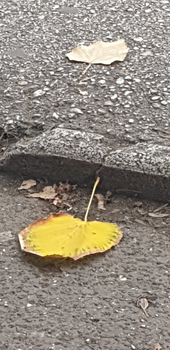 дромфуљ (@dromfulj) on Twitter photo 