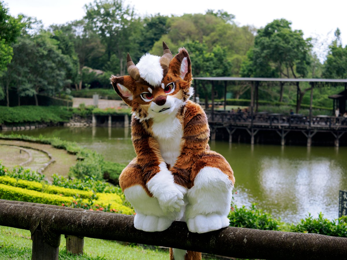Meo~ Are you looking at me?

photographer <a href="/HappyMiDog/">MiDog 米狗</a> 
#FursuitFriday