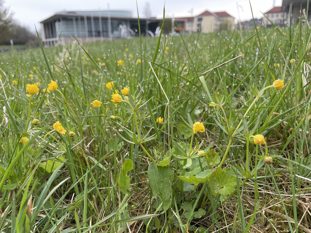 [Publikation] Die Ergebnisse zeigen, dass die KI selbst bei komplexen Bildhintergründen charakteristische Merkmale der Blätter zuverlässig identifizieren kann:  floraincognita.de/neue-publikati…