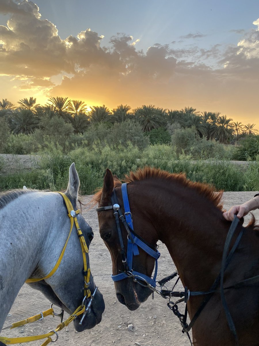 Hanan bedawi tweet media