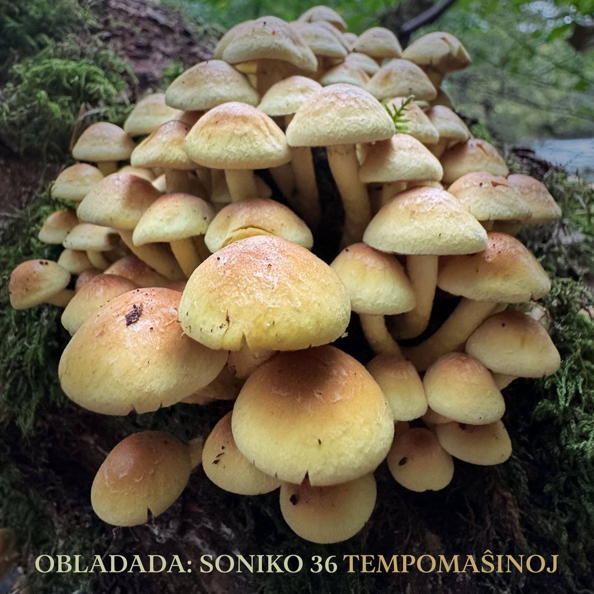 O B L A D A D A tweet media