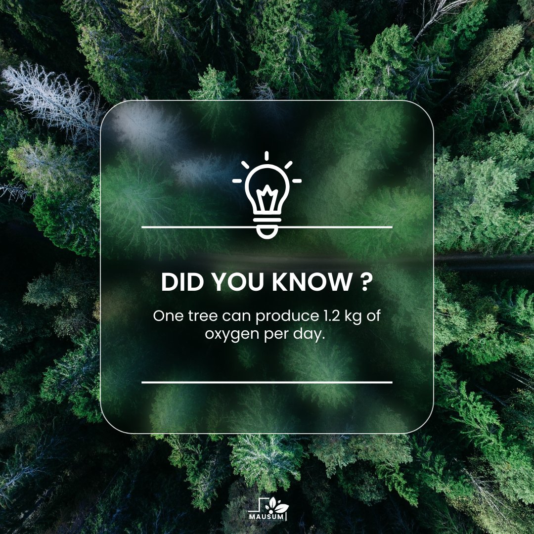 MausumMahool's tweet image. Every tree we plant makes a significant difference in creating a sustainable future for generations to come.

#MausumMahool #ImportanceOfTrees #OxygenProduction #GreenPlanet #ClimateAction #TreeConservation #Sustainability #PlantATree