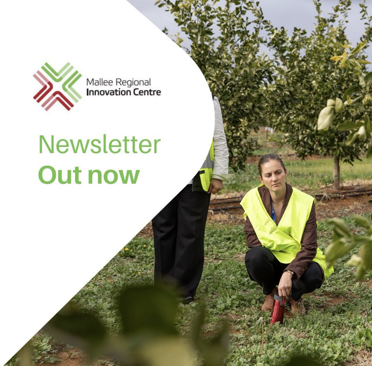 Mallee Regional Innovation Centre (MRIC) (@mric_ceo) on Twitter photo #ICYMI Sept newsletter. Opportunities for <a href="/UniMelb/">University of Melbourne</a> <a href="/FEITUniMelb/">Faculty of Engineering and Information Technology</a> & <a href="/SciMelb/">Science at Melbourne</a> students paid summer internship in Mildura, <a href="/latrobe/">La Trobe University</a>’s student water management visit to region. Hear from #OneBasinCRC PhD candidate Kelsy Burns about living & working in Mildura.
lnkd.in/gKHRjrM3 #ICYMI Sept newsletter. Opportunities for <a href="/UniMelb/">University of Melbourne</a> <a href="/FEITUniMelb/">Faculty of Engineering and Information Technology</a> & <a href="/SciMelb/">Science at Melbourne</a> students paid summer internship in Mildura, <a href="/latrobe/">La Trobe University</a>’s student water management visit to region. Hear from #OneBasinCRC PhD candidate Kelsy Burns about living & working in Mildura.
lnkd.in/gKHRjrM3