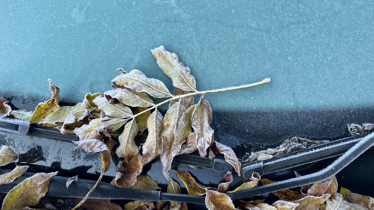 Feeling chilly on The Bee Sanctuary of Ireland this morning. 
#sanctuary 
#nature