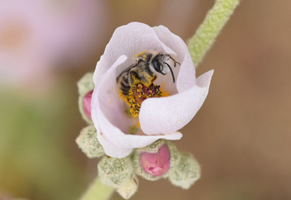 Monograph   Revealing the Baja California Peninsula’s Hidden Treasures: An Annotated checklist of the native #bees (#Hymenoptera: Apoidea: Anthophila) 
mapress.com/zt/article/vie… 
#Taxonomy