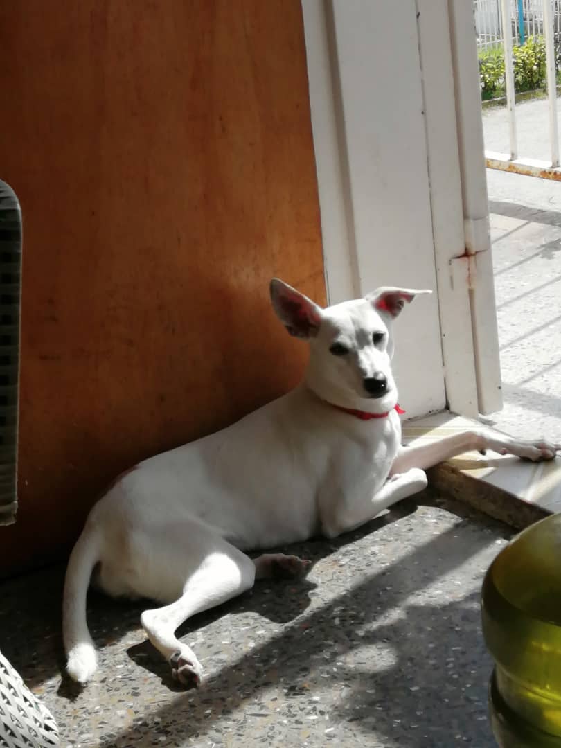 FRAENKELE's tweet photo. En adopción responsable, es hembra y está ubicada en caña de azúcar... interesados me pueden contactar para ubicarlos con las personas que la tienen bajo resguardo https://t.co/6i0bfUCQdK
