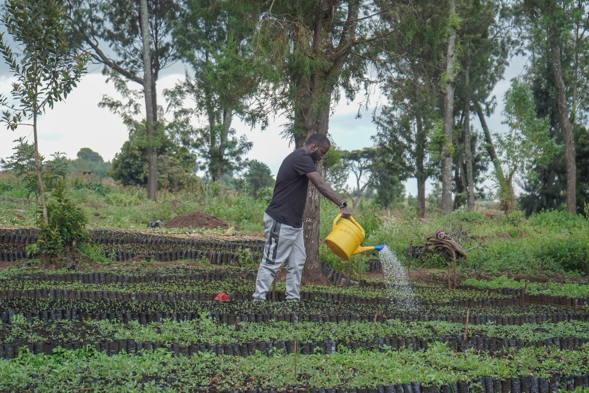 titus_kims's tweet photo. More trees,more seedlings!
The journey to 1 million trees in Mau continues with with the incredible support of the local community.
Every seedling counts as we work towards a greener future!
One seedling at a time
#RoadTo1MillionTrees #TreePlanting #Growithus #beginswithme https://t.co/N2Ge996EXp