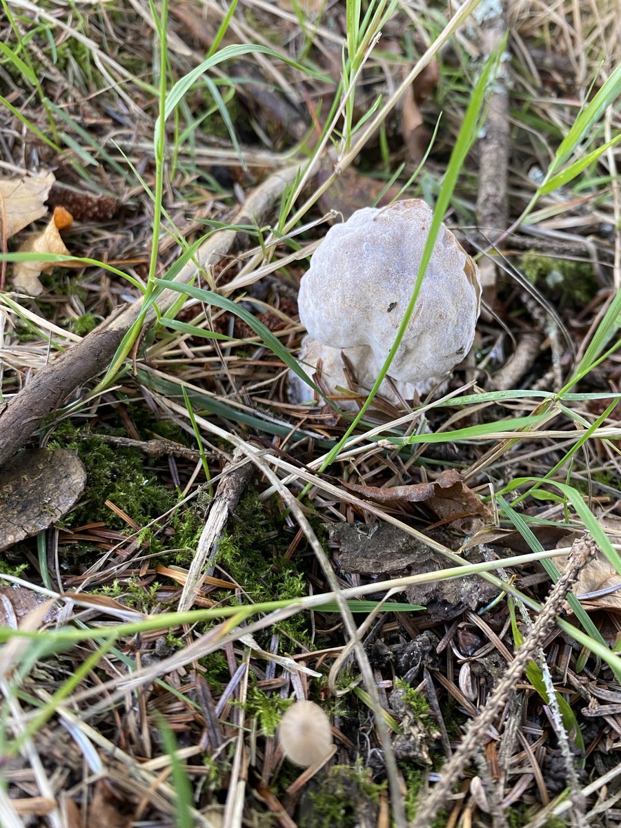 Very many of the very few ceps here this year seem to be infected with a mould which quickly reduces them to mush…any idea what’s going on ⁦<a href="/irishshiitake/">ballyhoura mushroom</a>⁩ ?