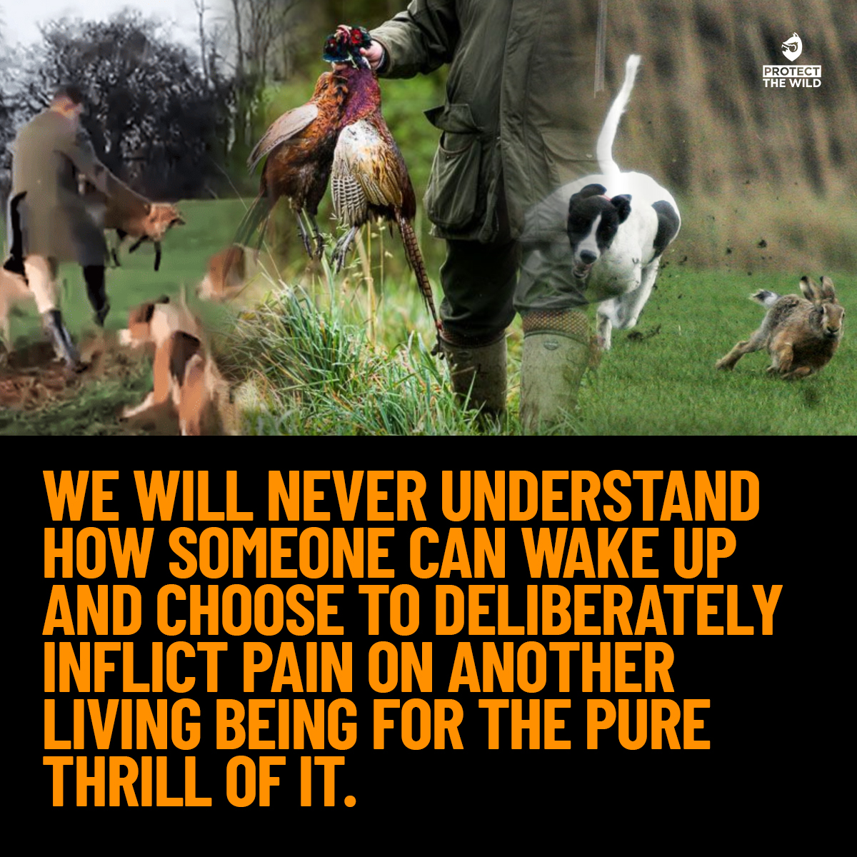 ProtectTheWild_'s tweet image. 