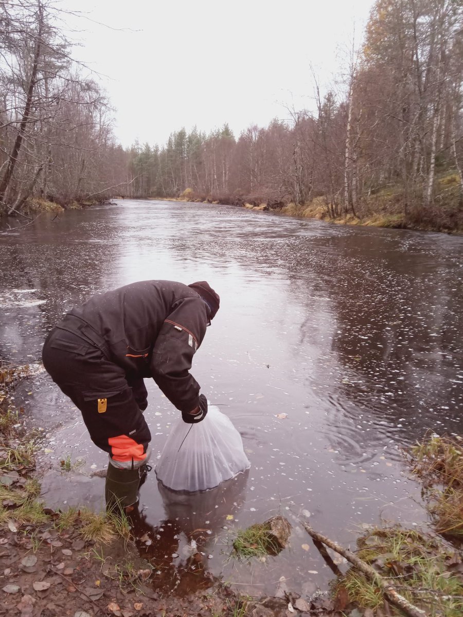 Iiotva's tweet photo. Lohi Iijokeen -hankkeessa istutettiin tänään 5000 kpl 1-kesäisiä meritaimenia Pärjänjokeen. Hieman poikkeava istutusajankohta. Metsähallitus sähkökoekalastaa kohteen syksyllä 2025. @Metsahallitus @ppliitto #iijoki #vaelluskalat https://t.co/EGmTFlHHmS