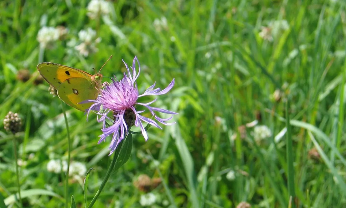 🌿Comment piloter ma fertilisation sur prairies ? Quels effluents épandre et quand ? Quelles quantité épandre ? Comment prélever pour analyser mes engrais de ferme ? les réponses par les conseillers prairie de la Chambre d'agriculture (lien en 1er commentaire)