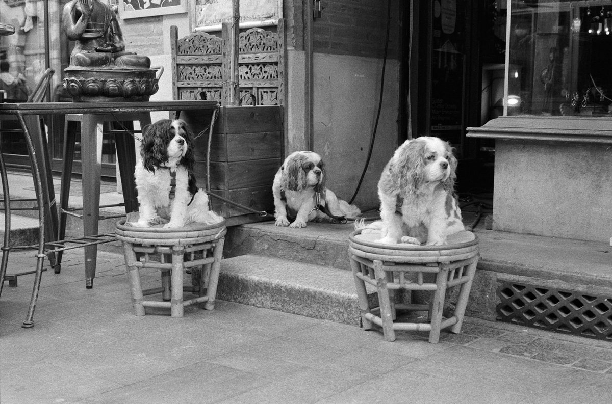 <a href="/lesargenticos/">Les Argenticos</a> 11 - Trio 

🎞️ Kentmere 400 
📷 Leica M6

#31themesAnalogChallenge